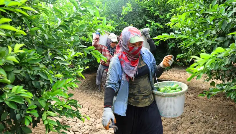 Marketlerde Patates Fiyatları 150 Lirayı Aştı: Yeni Hasatla Düşüş Bekleniyor!