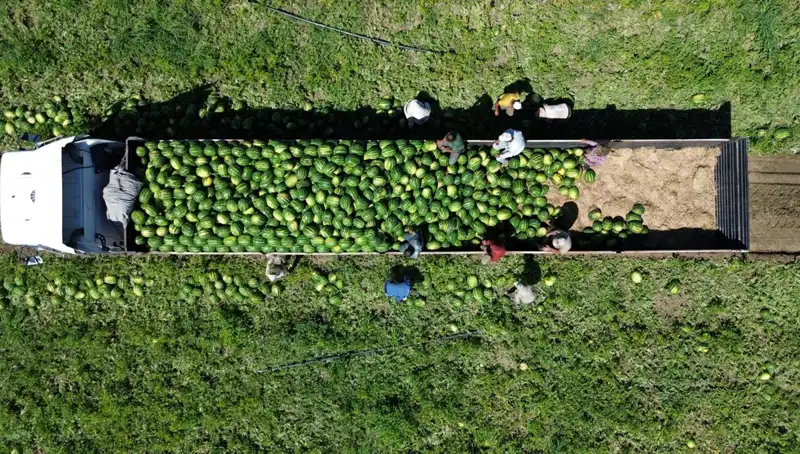 Bafra Ovası'nda 94 Bin 500 Ton Karpuz Rekoltesi: Bu Yıl Verim Artışı Bekleniyor