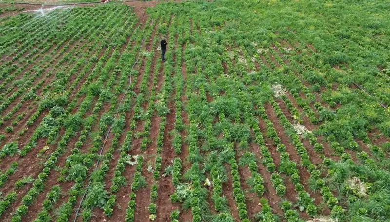 Kuraklık, Marul Hasadını Olumsuz Etkiliyor: Üreticiler Tedirgin!