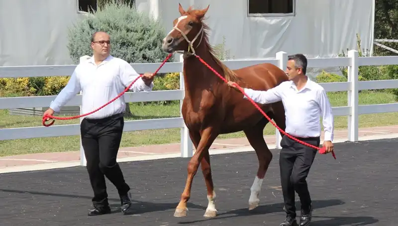 Taşkın Kral Rekorlarıyla Suyun Gücünü Yeniden Keşfetti