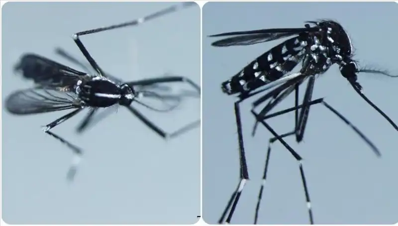 Chikungunya Virüsü: Belirtileri ve Görüldüğü Ülkelerdeki Riskler Neler?