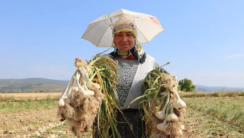 Kavurucu Sıcaklarda Savaşan İşçiler: Günlük 1200 TL Kazanınca Yüzler Gülüyor