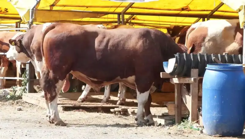 Kurban Pazarlarında Hareketlilik: Fiyatlar, Talepler ve Dikkat Çeken Trendler