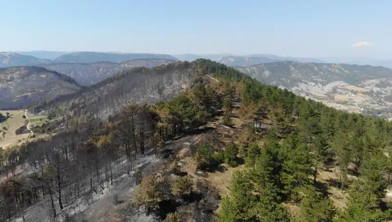Bolu'da Yüz Binlerce Fidan, Doğa ile Buluşmak Üzere Toprakla Buluşuyor!