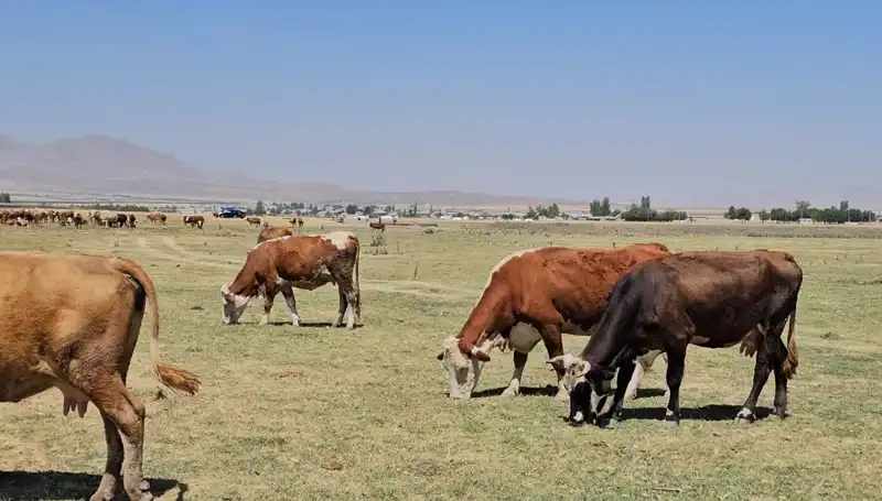 Arin Gölü'nün Kuruması: Su Krizi Kapıyı Çalıyor
