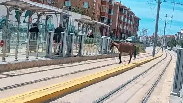 Eskişehir Tramvay Raylarında Baş Belası: Başıboş Atın Şaşkın İniş Çıkışları