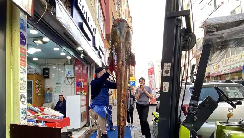 Meriç Nehri'nde Yakalanan 3 Metre Uzunluğundaki Balığın Hikayesi