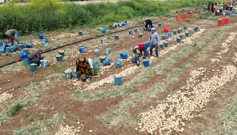Soğan Hasadı Başladı: Fiyatlar Düşüyor, Alacaklar Dikkat!