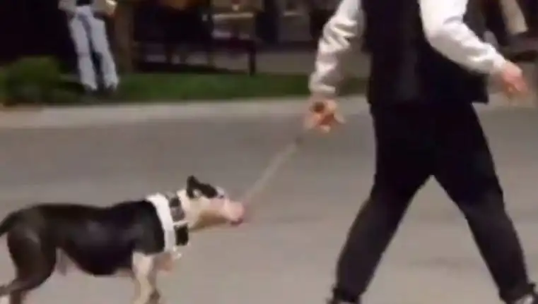 Ağızlıksız Pitbull Olayı: Sahibi Cezalandırıldı!