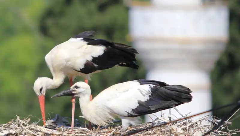 Leylek Köyü: Yaren Leyleği Kıskandıracak Kadar Fazla Yuva Var!