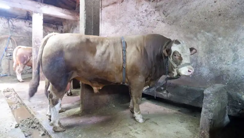 Dünyayı Şaşırtan Satış: 1 Ton 200 Kilo Ürün Yeni Sahibine Kavuştu!
