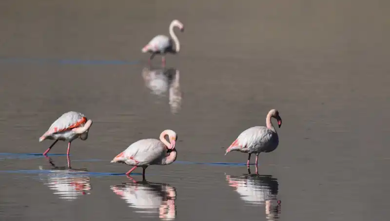Flamingo Sayısındaki Düşüş, Kuş Cenneti Kuraklığın Pençesinde