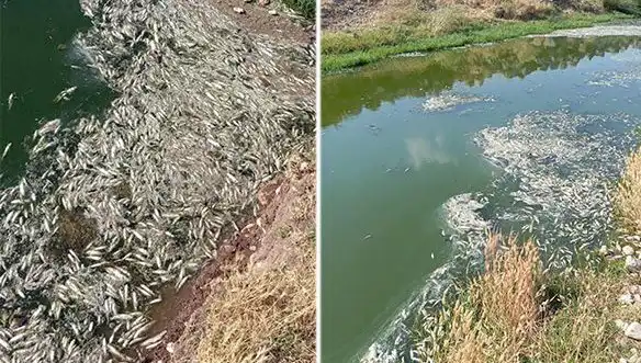 Karasu Çayı’nda Gizemli Balık Ölümleri: Sebepler ve Çözüm Arayışları