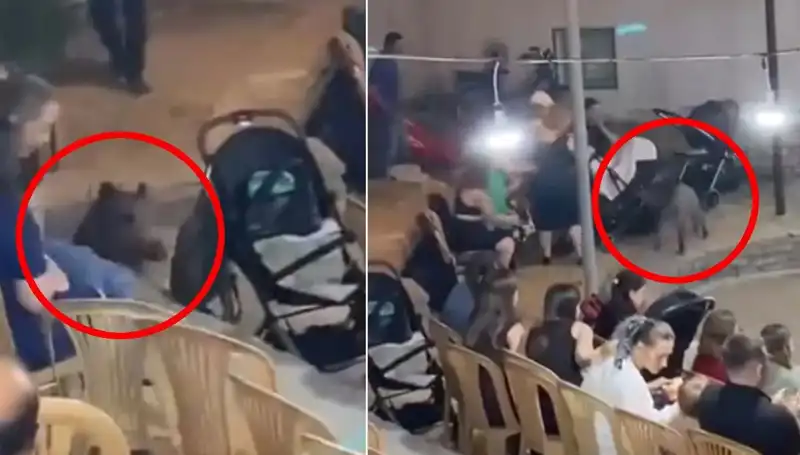 Düğünlerde Düşünülemeyen Misafir: Yaban Domuzu Şoku!