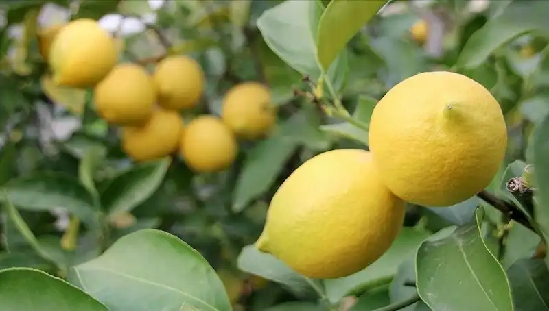 Limonun Fiyatındaki Düşman: Adedi 24 Liraya Yükseldi!