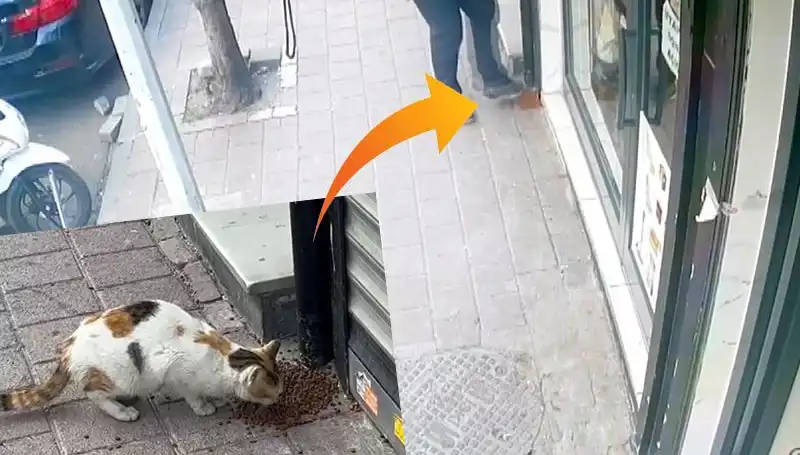 Kedilerin Mamalarını Dağıtan Hayvan, Viral Olay Yaratıyor